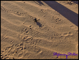 Käfer krappelt über den Sand