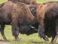 Junge Bisons messen ihre Kräfte