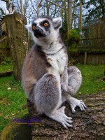 Lemur sitz auf Baumstamm