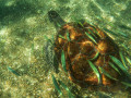 Attended sea turtle