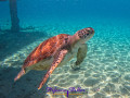 Sea turtle