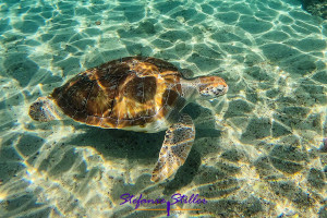 Chilling sea turtle