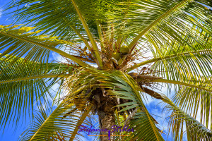 Palmenkrone mit Kokosnüssen