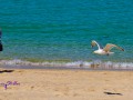 EIne Frau - Ein Vogel - Ein Strand