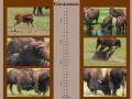 Kalender Animals - November