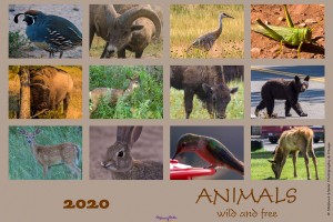 Kalender Animals - Titel