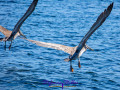 Synchron fliegende Pelikane