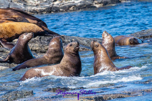 Kämpfende Seelöwen