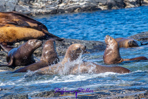 Kämpfende Seelöwen