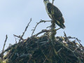 Jung-Osprey im Nest