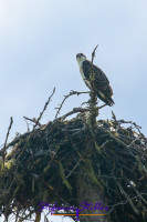 Jung-Osprey im Nest