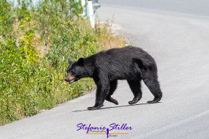 Junger Schwarzbär am Straßenrand