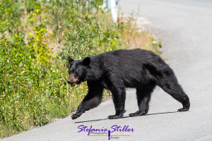Junger Bär überquert Straße