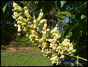 Buckeyetree Blüte