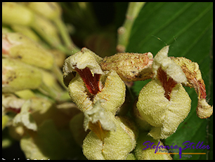 Buckeyetree Blüte