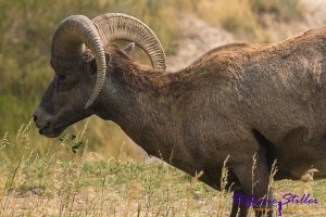 Big Horn Sheep in den Badlands