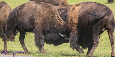 Junge Bisons messen ihre Kräfte