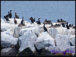 603 V  gel 02 603 V  gel 02