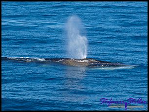 603 Whale Watching 02 603 Whale Watching 02