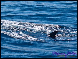 603 Whale Watching 04 603 Whale Watching 04