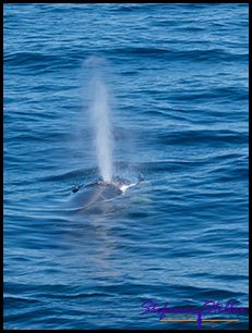 603 Whale Watching 06 603 Whale Watching 06