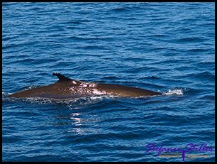 603 Whale Watching 07 603 Whale Watching 07