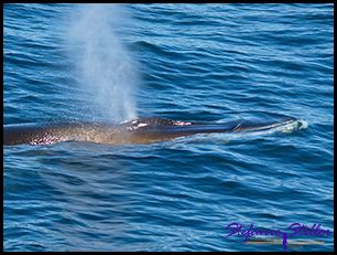 603 Whale Watching 09 603 Whale Watching 09