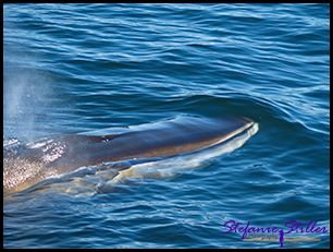 603 Whale Watching 11 603 Whale Watching 11