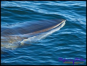 603 Whale Watching 12 603 Whale Watching 12