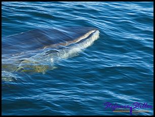 603 Whale Watching 13 603 Whale Watching 13