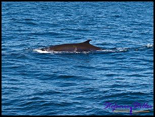 603 Whale Watching 14