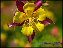 604 GA Blume 1 604 GA Blume 1