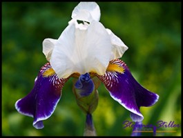 604 GA Blume 2 604 GA Blume 2