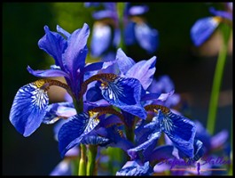 604 GA Blume 3 604 GA Blume 3