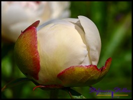 604 GA Blume 4 604 GA Blume 4