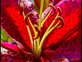 604 GA Blume 5 604 GA Blume 5