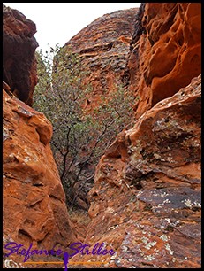 Versteckter Baum Versteckter Baum