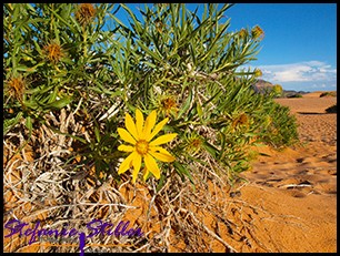 Blume im Dessert Blume im Dessert