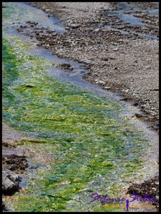 819 gr  ne Algen 819 gr  ne Algen