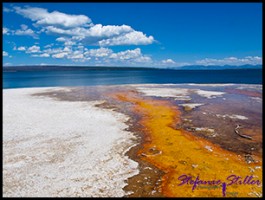 822 Bakterienteppich 822 Bakterienteppich