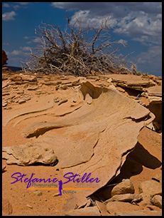 830 CBS 24 830 CBS 24