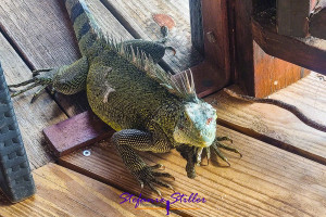 Hungry iguana