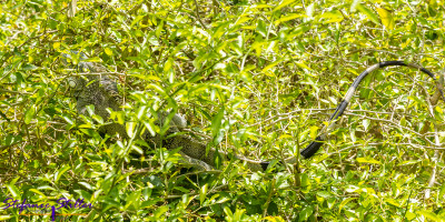 Iguana hiding in tree