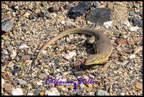 1228 Leguan Klein 02 1228 Leguan Klein 02