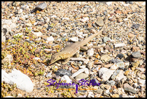 1228 Leguan Klein 03 1228 Leguan Klein 03