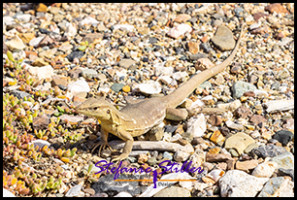 1228 Leguan Klein 04 1228 Leguan Klein 04