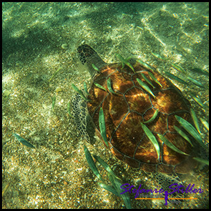 1228 SeaTurtle 01 1228 SeaTurtle 01