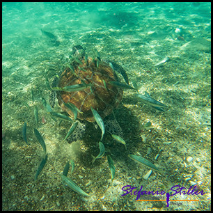 1228 SeaTurtle 02 1228 SeaTurtle 02