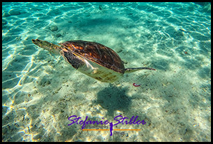 1228 SeaTurtle 04 1228 SeaTurtle 04