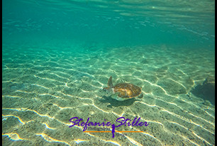 1228 SeaTurtle 05 1228 SeaTurtle 05